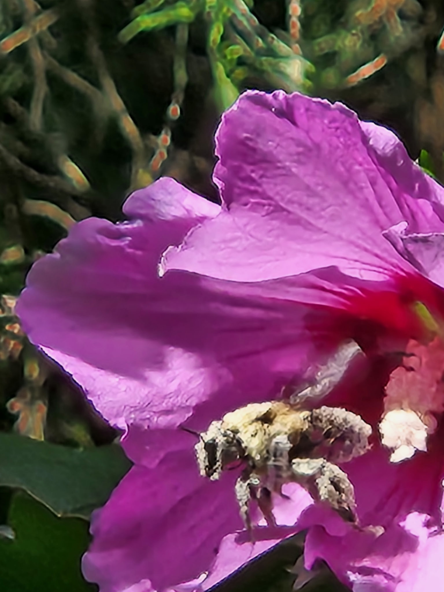 Bumble bee coated in pollen on a rose-of-Sharon flower