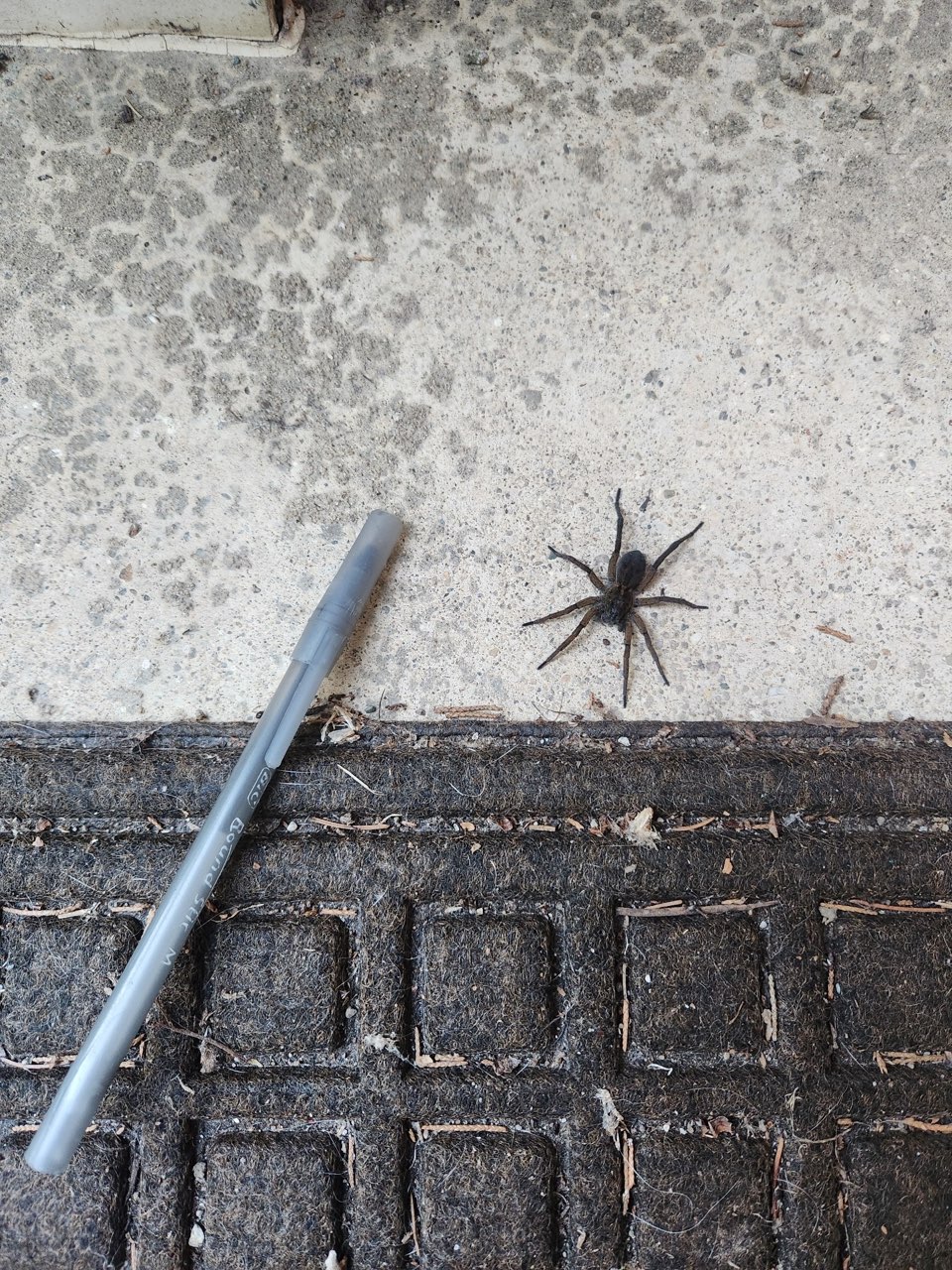 Carolina wolf spider on a concrete porch next to a ballpoint pen for scale
