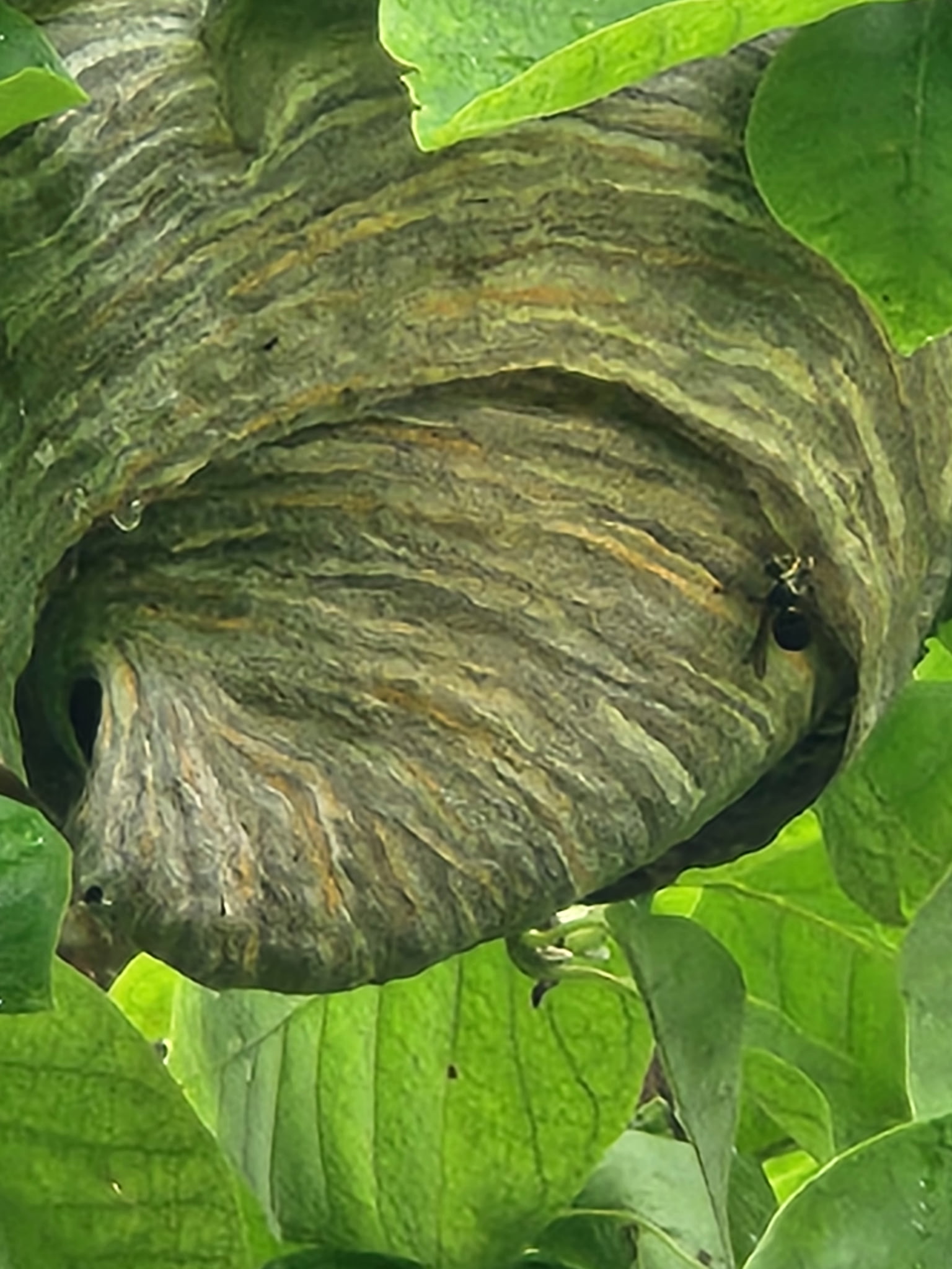 Bald-faced hornet nest with banded coloring from different wood sources