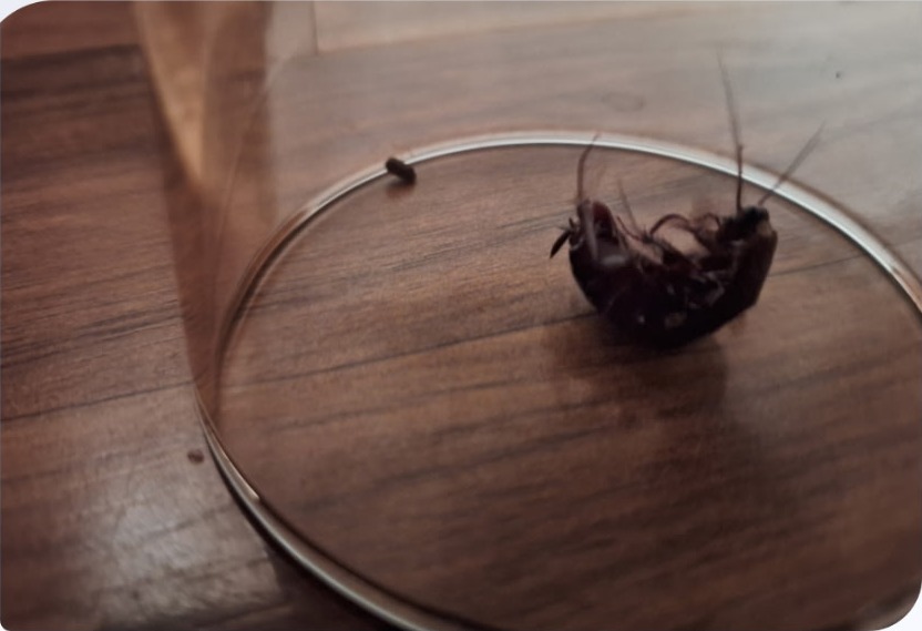 Oriental cockroach, also called a waterbug, on a wood floor next to a glass rim