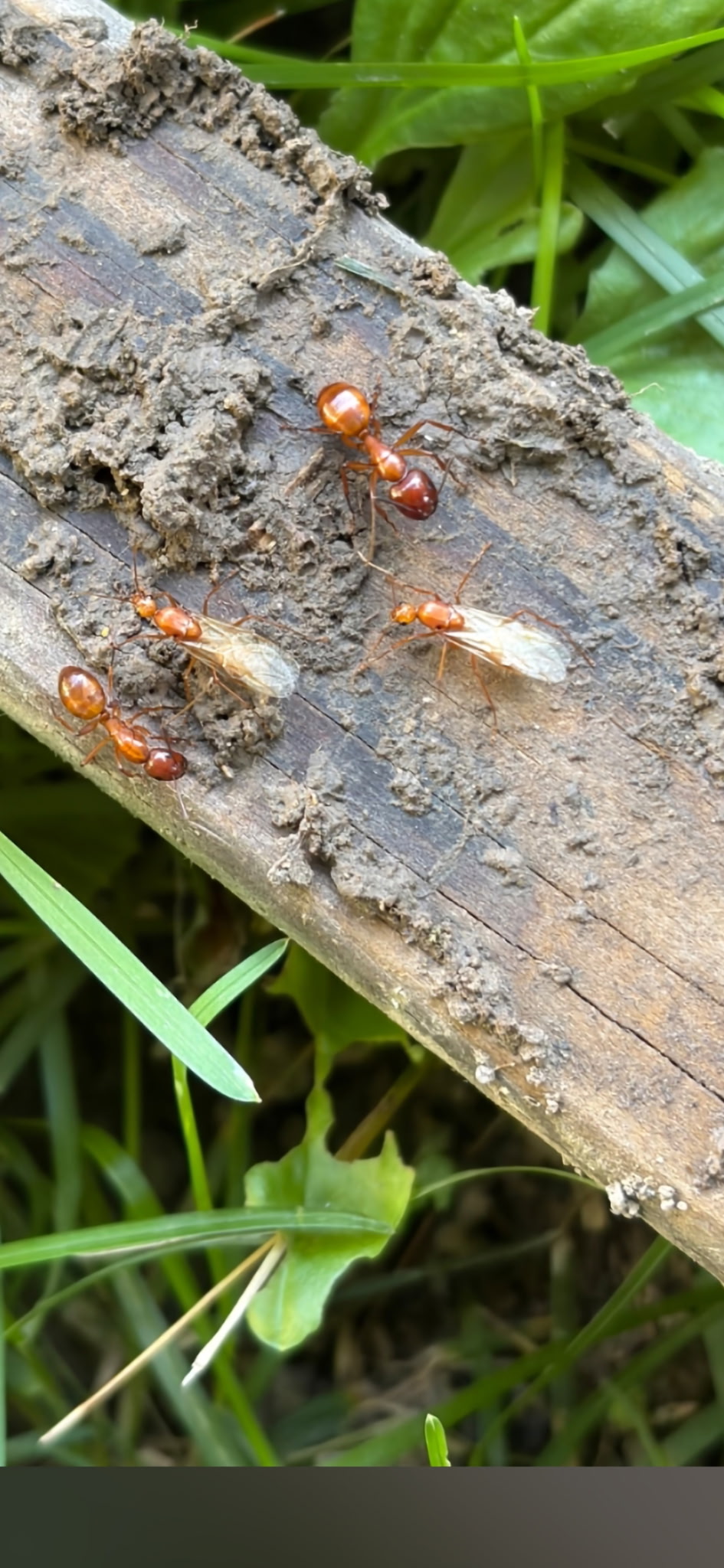 Citronella ant workers and winged swarmers on a piece of wood in mulch