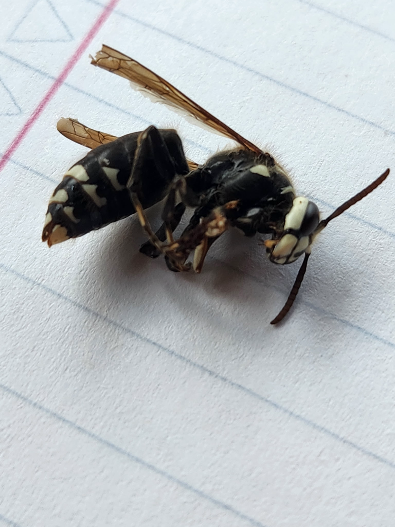 Close-up of a bald-faced hornet specimen showing black body with white markings