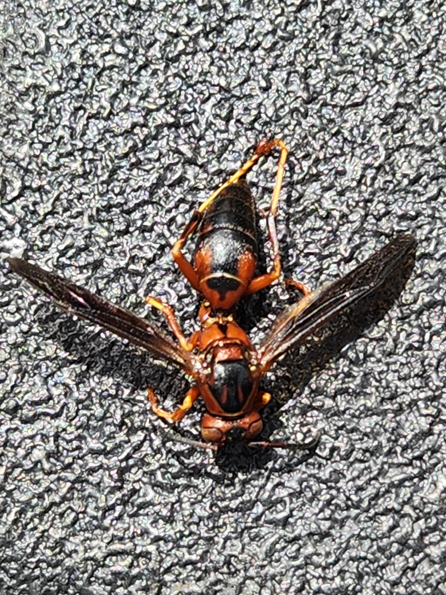Close-up of a paper wasp showing its reddish-brown body and long legs