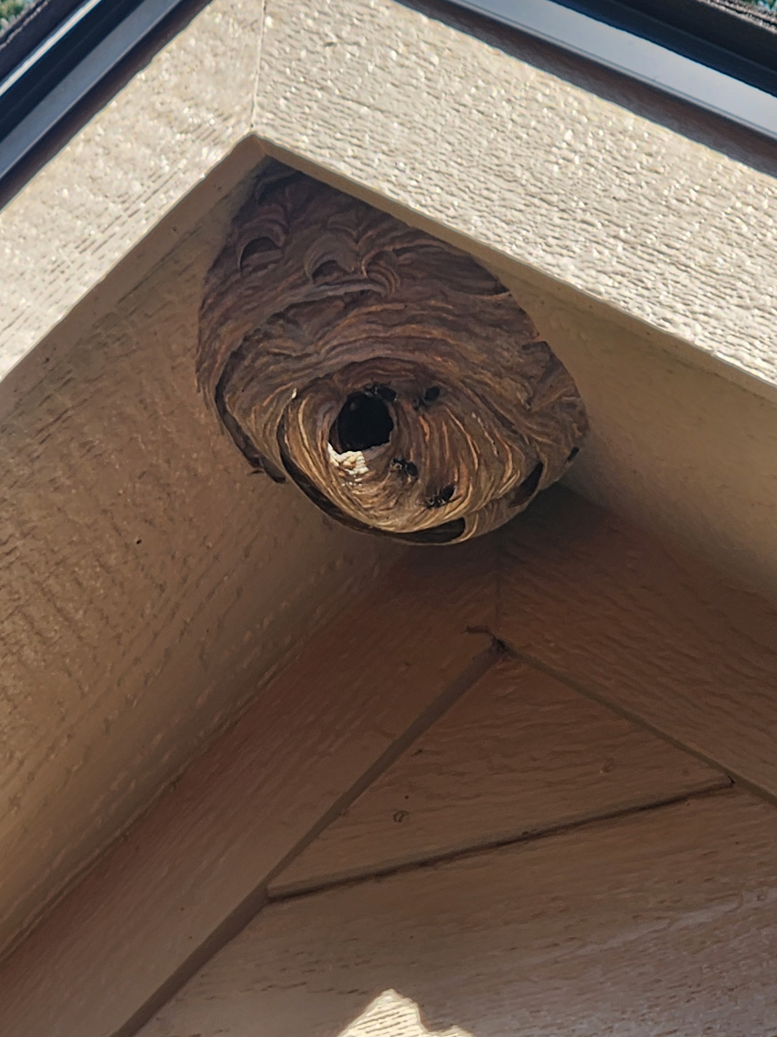 Bald-faced hornet nest built into a roof peak of a Dayton-area home
