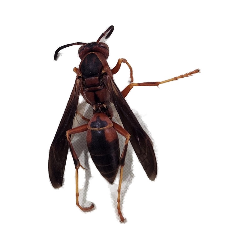 Paper Wasps