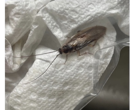 Pennsylvania wood roach on a paper towel showing its long antennae