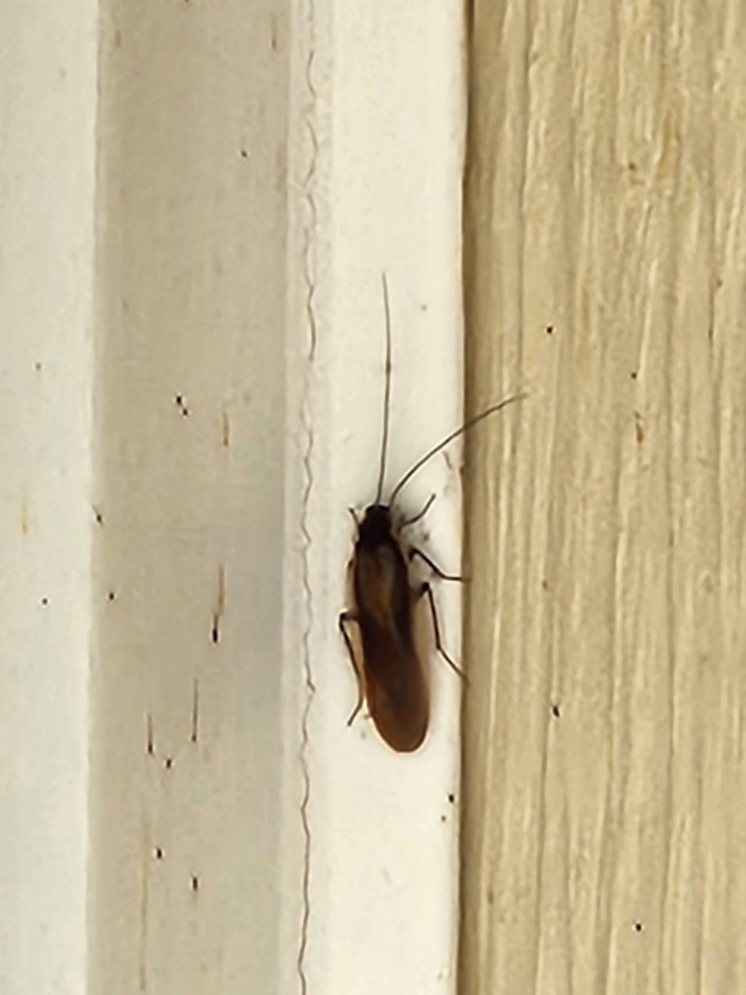 Pennsylvania Wood Roach on white porch trim at a Dayton-area home