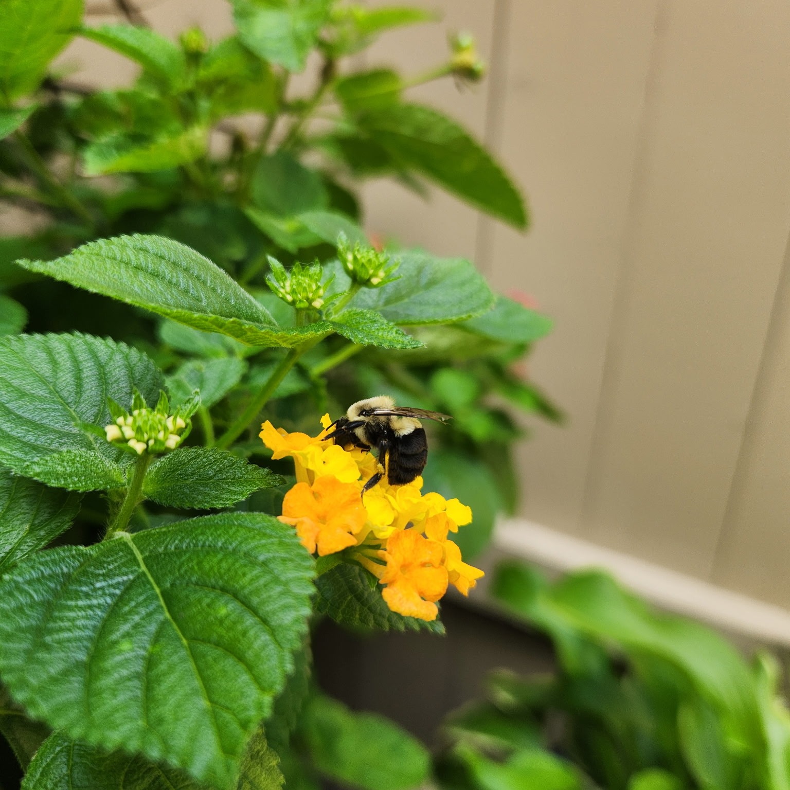 Bumblebees