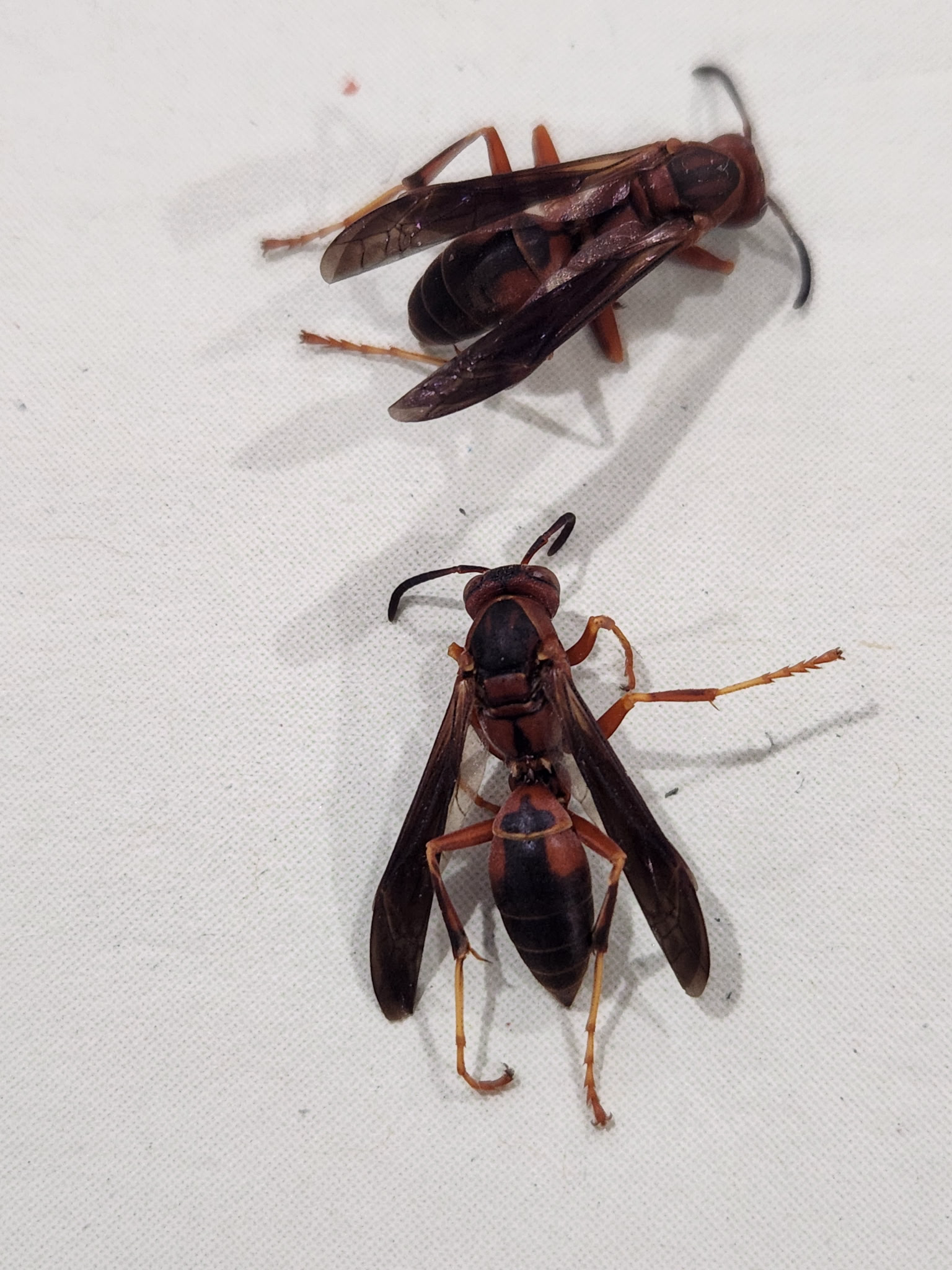 Two paper wasp specimens side by side on a white cloth