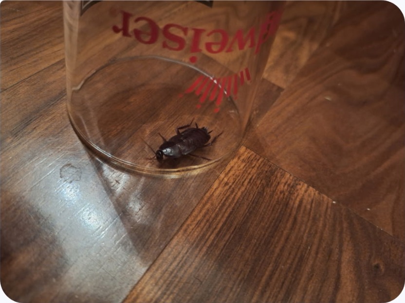 Oriental cockroach contained under a drinking glass on a wood floor