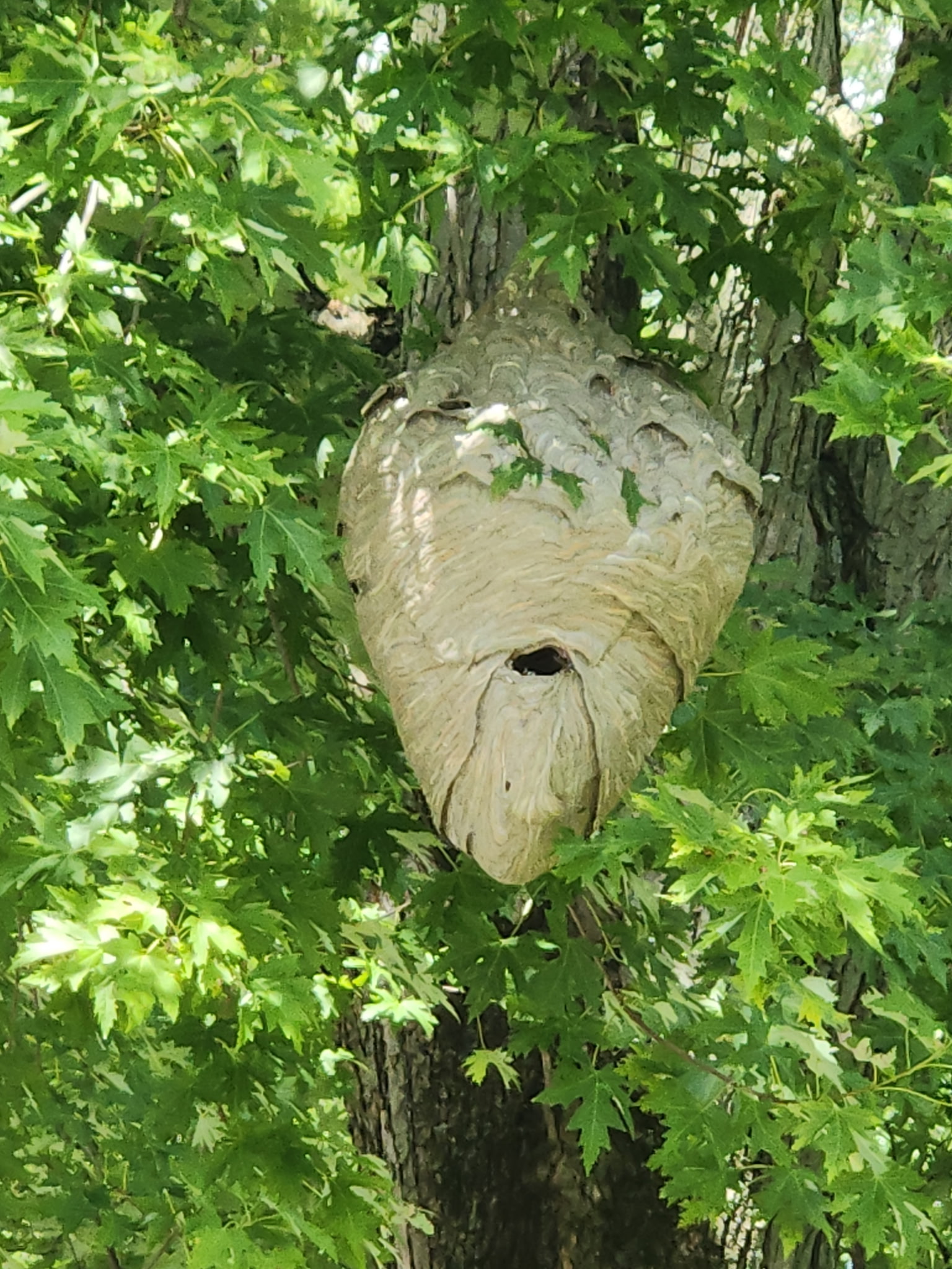 Large bald-faced hornet nest roughly two feet tall hanging in a tree