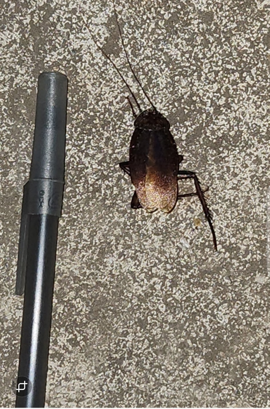 American cockroach on concrete next to a pen for scale
