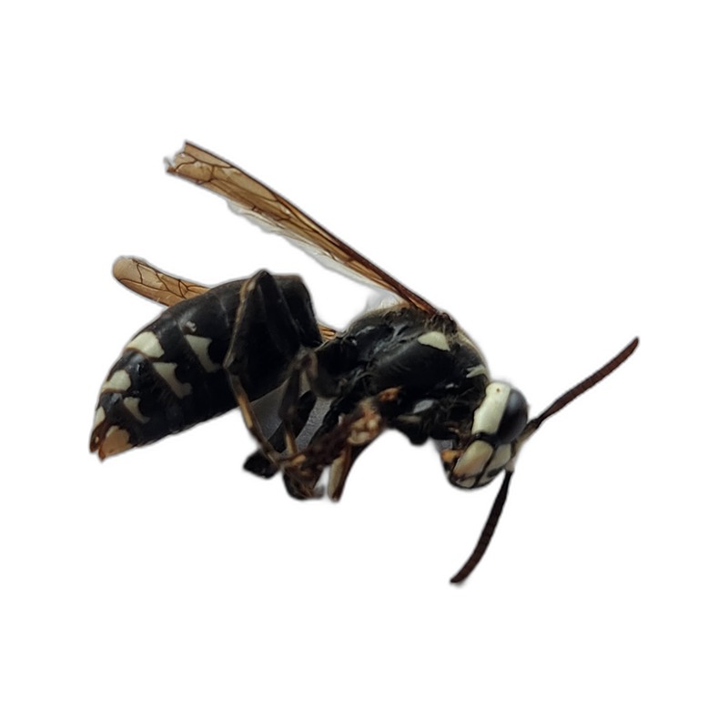 Bald-Faced Hornets