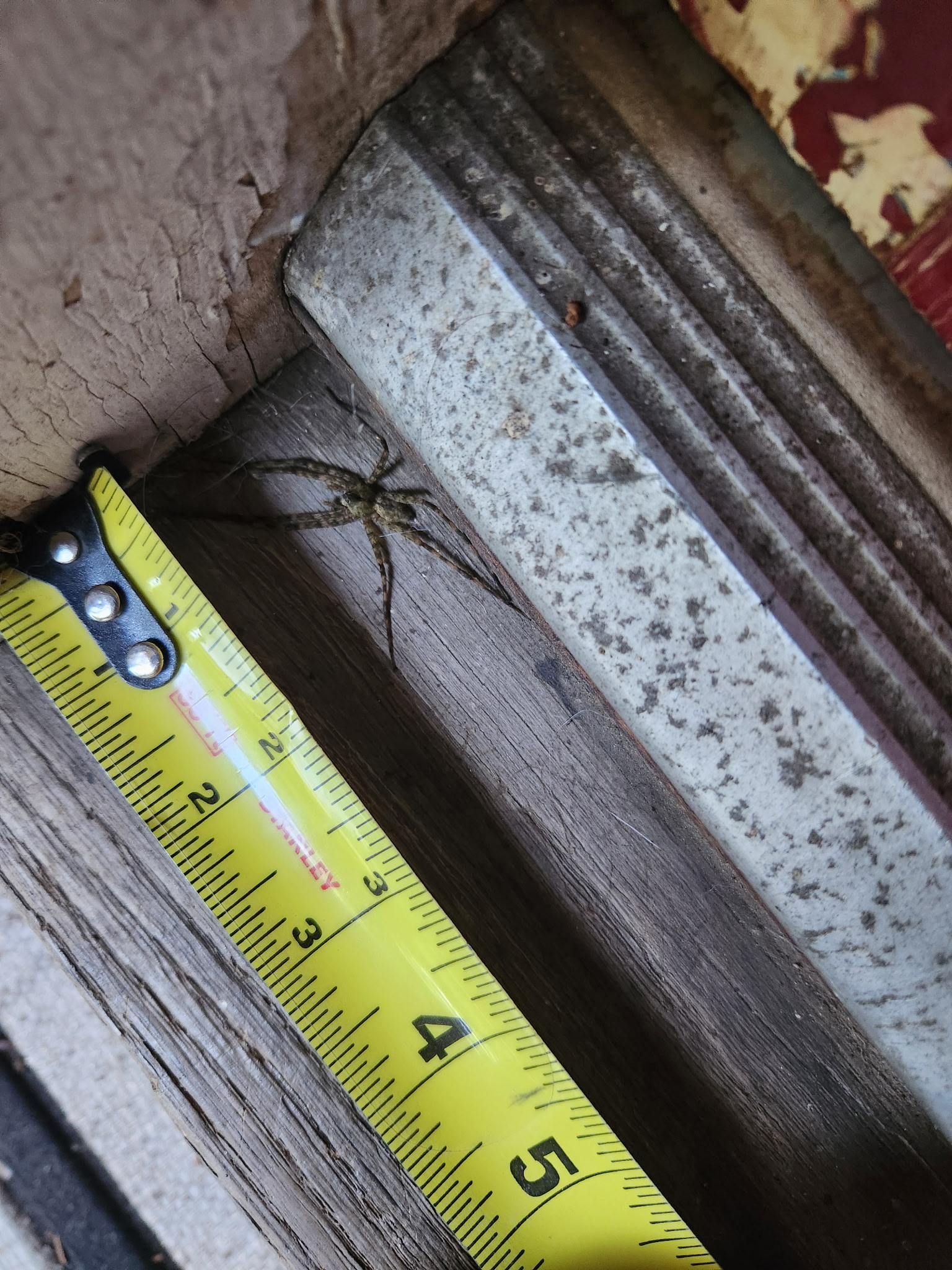 Fishing spider next to a tape measure for scale on a wooden door frame