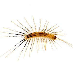Centipedes