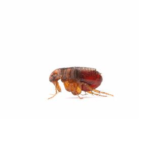 Fleas
