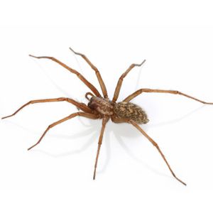 Spiders