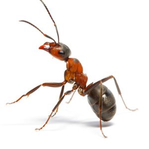 Household Insects