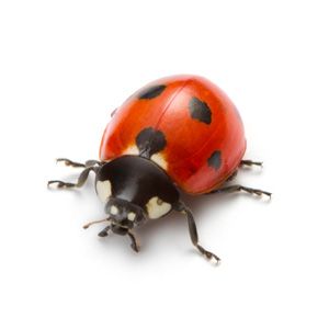 Ladybugs