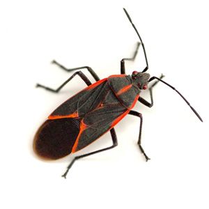Boxelder Bugs