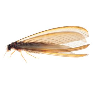 Termites