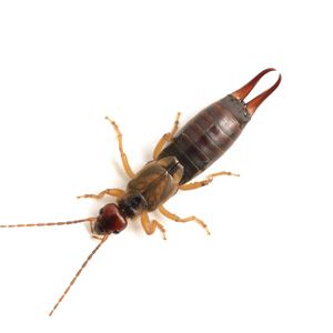 Earwigs