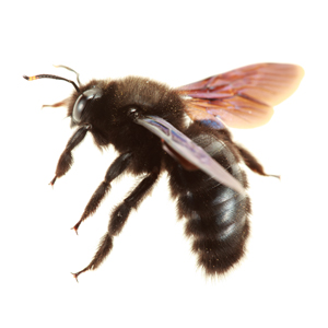 Bees
