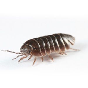 Pillbugs